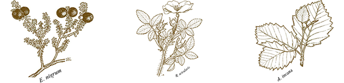 Illustrated plants